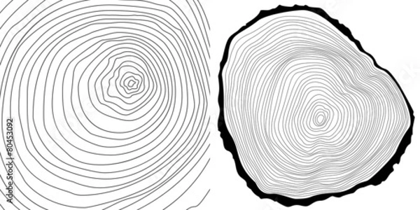 Fototapeta  Illustration of Tree Log Cross-Section with Detailed Growth Rings. Vector tree rings and tree log cutted.
