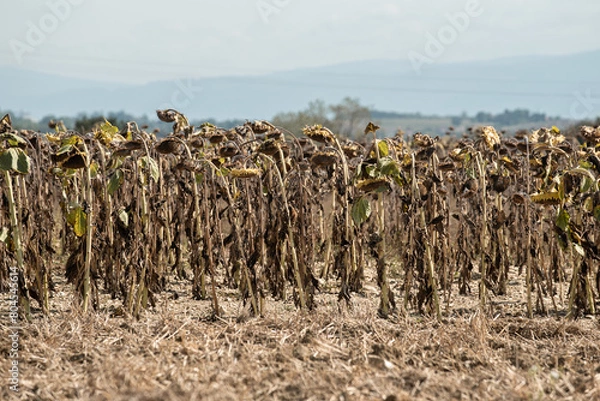 Obraz illustration sécheresse champ de tournesols
