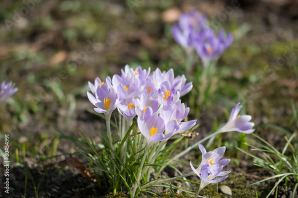 Fototapeta Crocus