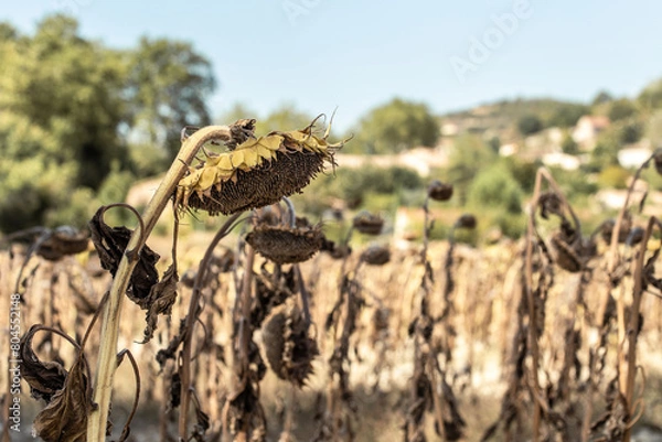 Obraz tournesol asséché par la canicule