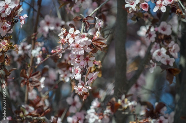 Fototapeta cherry blossom