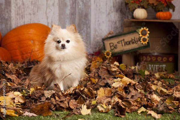 Fototapeta Fall Pomeranian