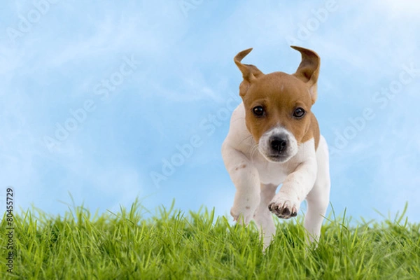 Obraz Jack Russell Terrier Welpe springt über Wiese