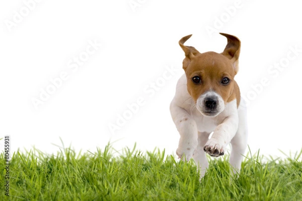 Obraz Jack Russell Terrier Welpe springt über Wiese