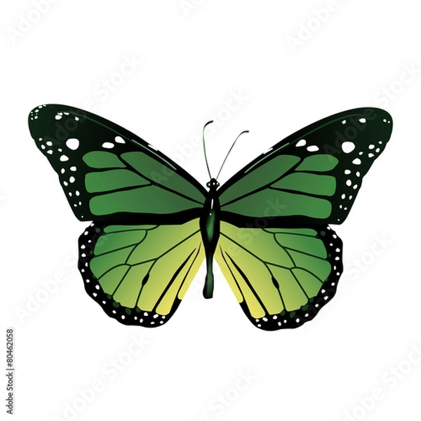 Obraz Butterfly