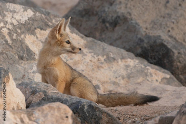 Obraz A Kit Fox cub sits among the boulders that surround its den, looking back over its shoulder towards the soft light from the western horizon after sunset. 