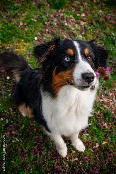 Fototapeta Australian Shepherd