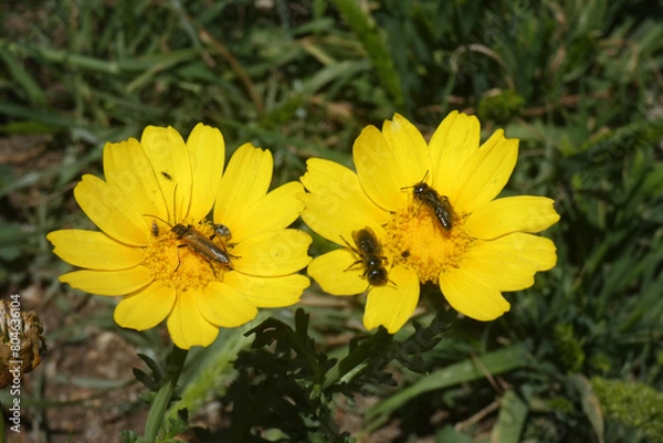 Fototapeta Margherite