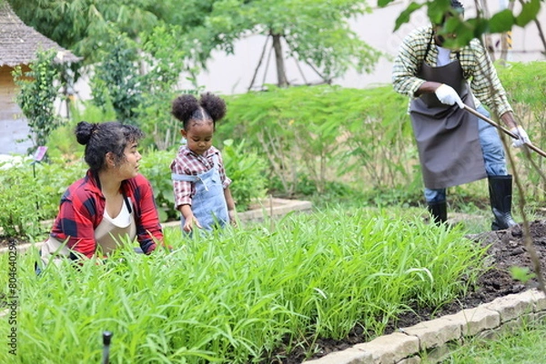 Fototapeta Happiness black family study learning to prepare the soil before planting vegetables.