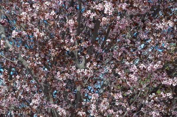 Fototapeta Blossom tree