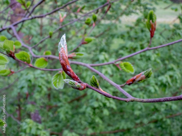Fototapeta branch of a tree with leaf buds