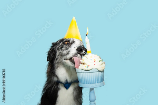Obraz Portrait border collie dog celerbating birthday or anniversary with a colorful cup cake. Isolated on blue pastel background