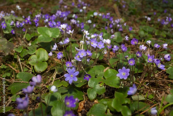 Obraz Hepatica nobilis flowers in the spring forest.