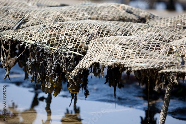 Obraz parc à huitres