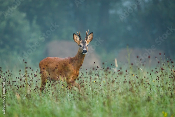 Obraz Deer in foggy morning. European roe deer, Capreolus capreolus, at sunrise. Majestic buck standing in flowered meadow during rut season. Wild animal in natural habitat. Wildlife from summer nature.