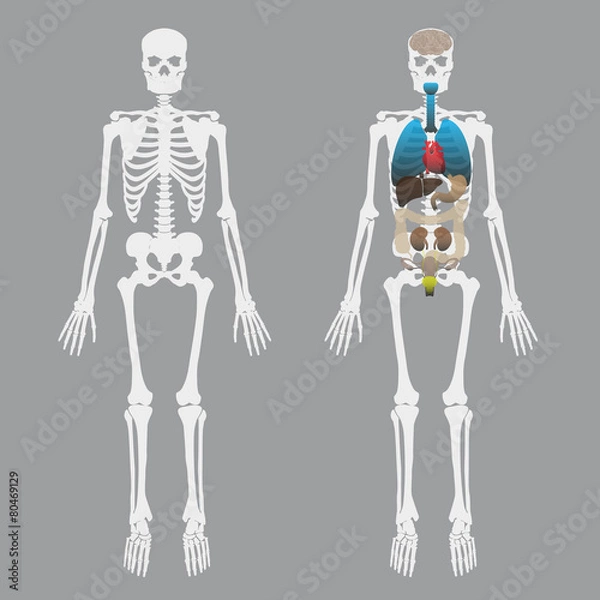 Obraz white human bones skeleton with human organs eps10