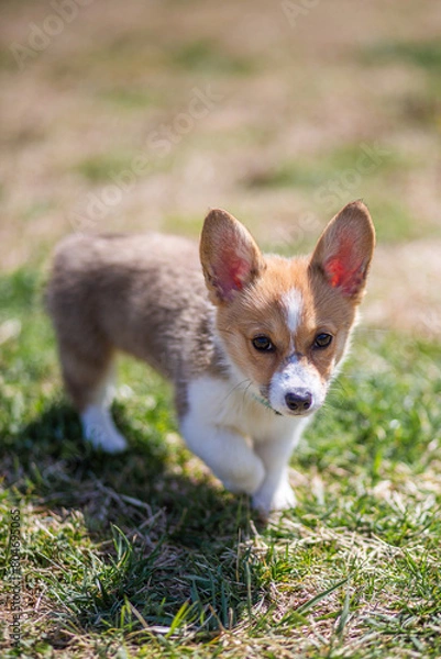 Fototapeta white and ginger corgi puppy walking on the grass