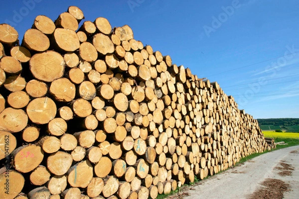 Obraz FichtenholzausWindbruchunserwald