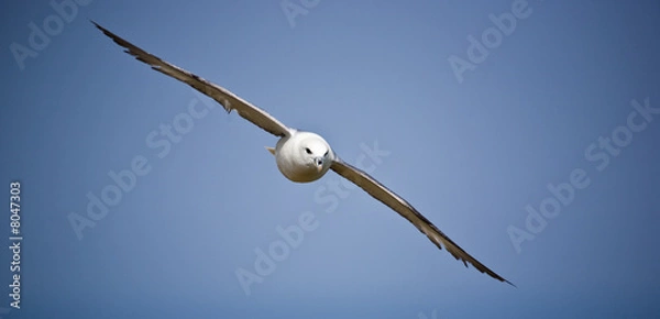 Obraz fulmar boréal 3