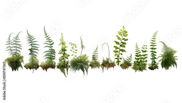 Fototapeta Green fern garden with moss-covered rocks and soil, isolated on white background.