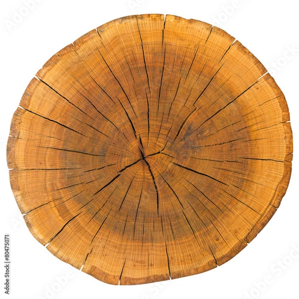 Fototapeta Tree Rings Isolated On White