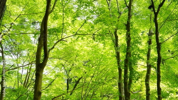 Fototapeta 新緑