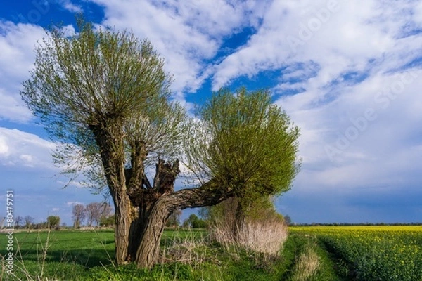 Obraz Spring willow
