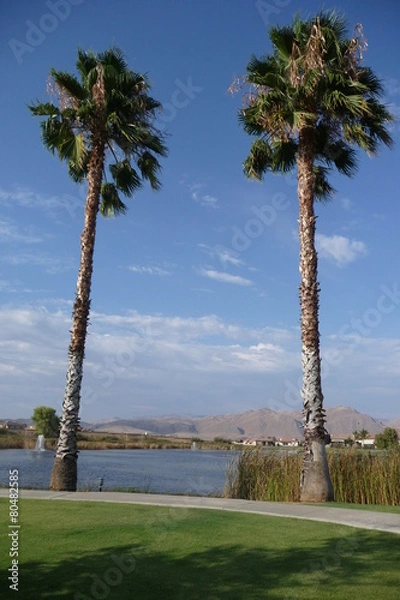 Fototapeta Palm Trees