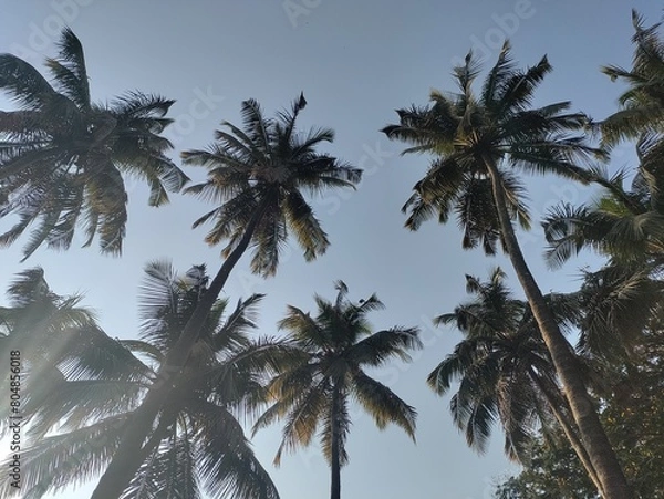 Fototapeta Coconut trees touching the sky. Silhouettes of some palm trees against blue sky at Rankala lake, Kolhapur Maharashtra India.