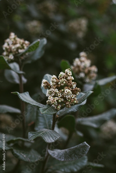 Fototapeta White Flower
