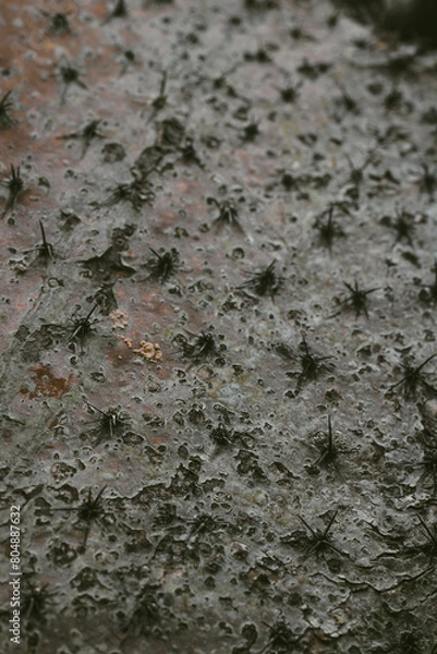 Fototapeta Cactus texture
