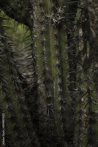 Fototapeta Cactus 
