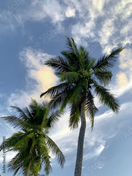 Fototapeta Coconut palm trees on the beach