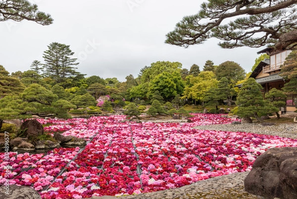 Obraz 由志園　池泉牡丹2024(島根県松江市)