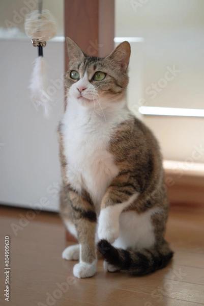 Obraz おもちゃで遊ぶ猫