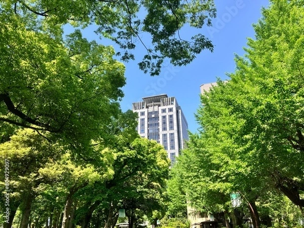 Fototapeta 新緑が美しい日比谷公園から眺める東京の高層ビル
