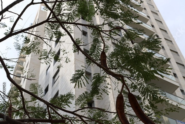 Fototapeta Buildings and structures in Tel Aviv against the background of branches and leaves of tall trees.