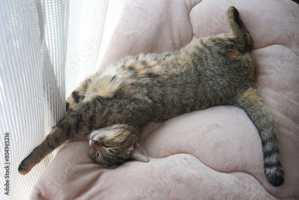 Obraz 眠るキジトラ