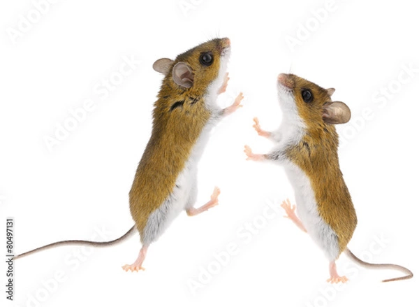 Obraz Myszy jeleni - mysz Peromyscus