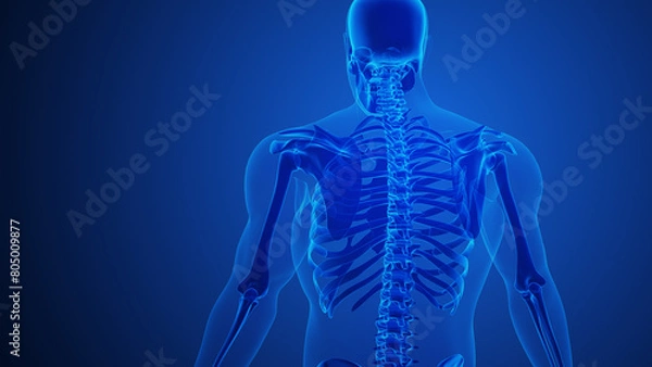 Obraz Scapula Bone Pain with blue background