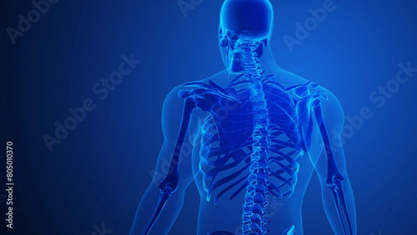 Fototapeta Rhomboid major muscle with blue background