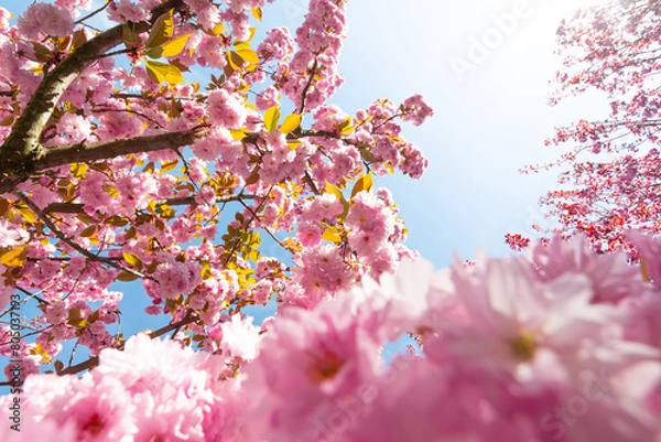 Fototapeta The cherry blossom. Sakura trees. Sakura photo close up.
