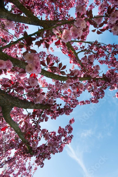 Fototapeta The cherry blossom. Sakura trees. Sakura photo close up.