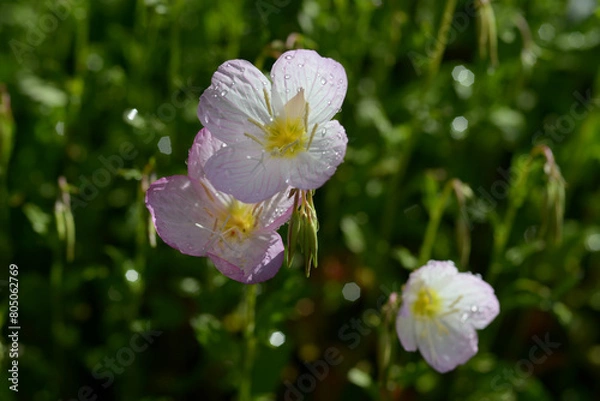 Fototapeta ツキミソウ