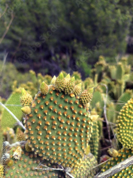 Obraz bee on sunflower