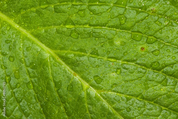 Fototapeta WaterDrop III