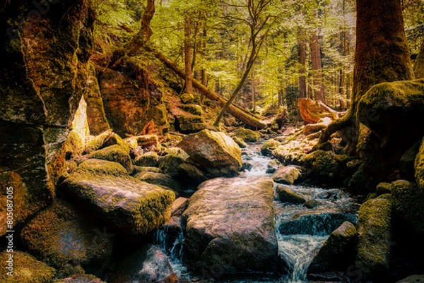 Obraz autumn forest in the forest