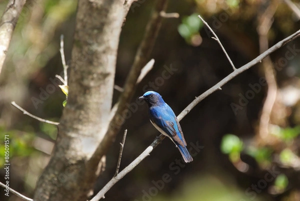 Obraz 赤城の森に渡ってきたオオルリ