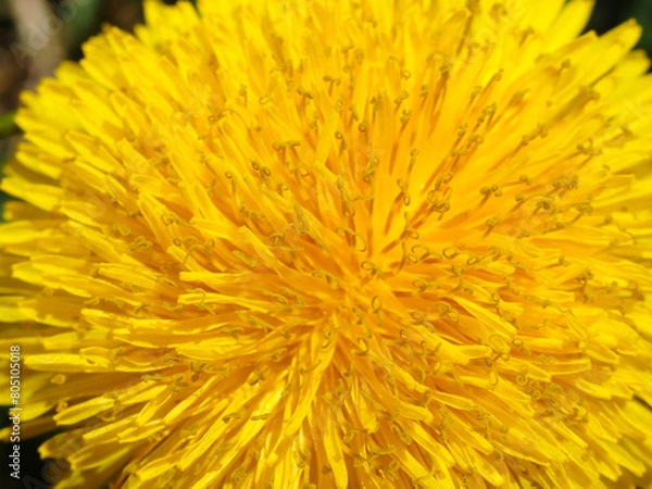 Fototapeta Dandelion Taraxacum. Yellow dandelion flowers
