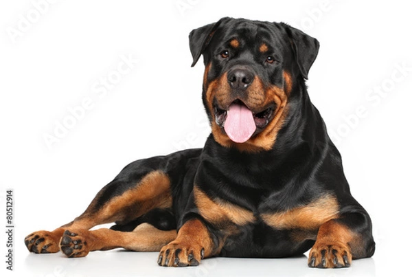 Obraz Rottweiler leżący na białym tle